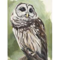 Through the Veiil (Barred Owl)